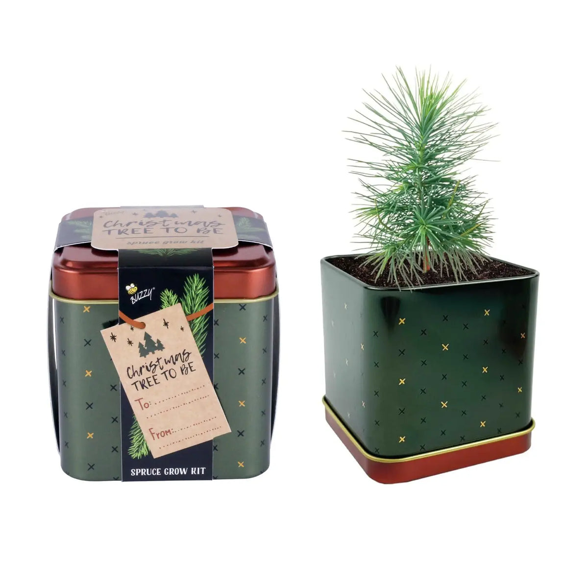 Square Tin Spruce Grow Kit