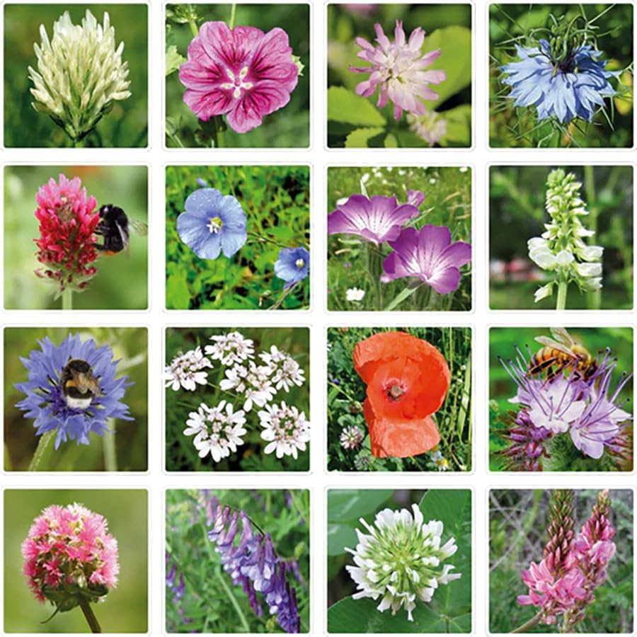 Dear Teacher Grow Kit- Small