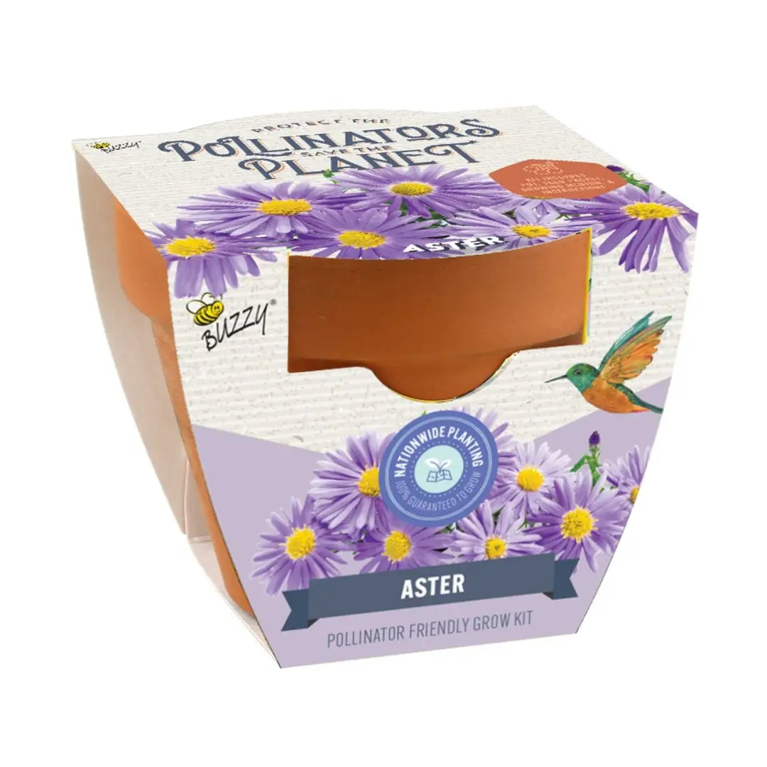 Terracotta Aster Grow Kit | Pollinator Gift | Indoor Set
